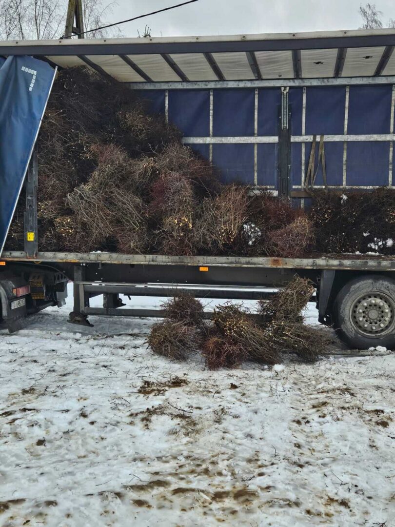 Gałęzie tarniny do tężni solankowych